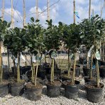 Vavrínovec lekársky (Prunus laurocerasus) ´ETNA´® - výška 90-100 cm, kont. C7,5L (-24°C) NA KMIENKU
